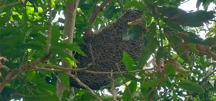 Giant Honey bees