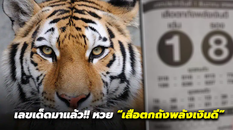 เสือตกถังพลังเงินดี